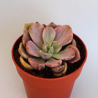 graptoveria mrs richards variegata