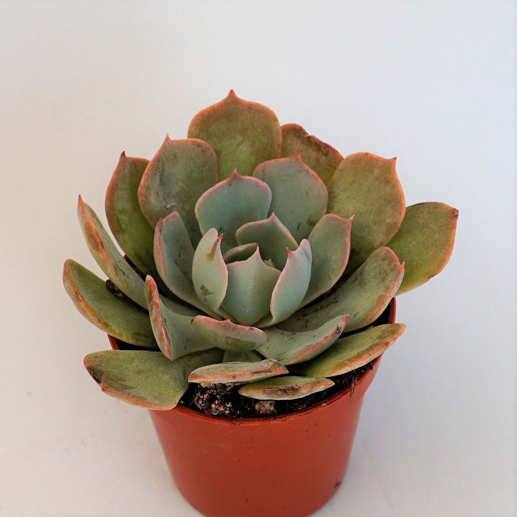 echeveria secunda blue mist