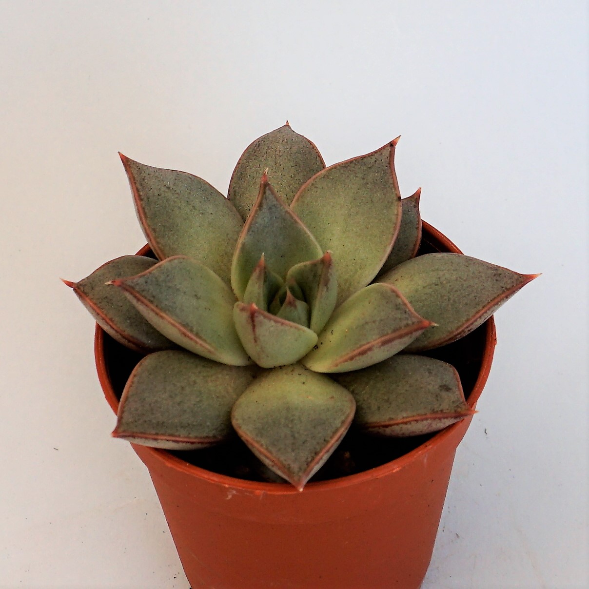 echeveria purpusorum white form