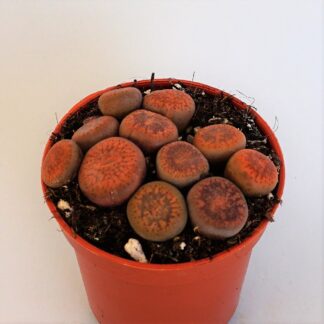 lithops