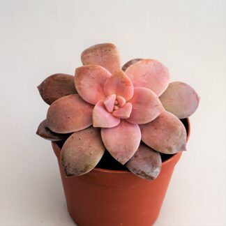 graptopetalum superbum