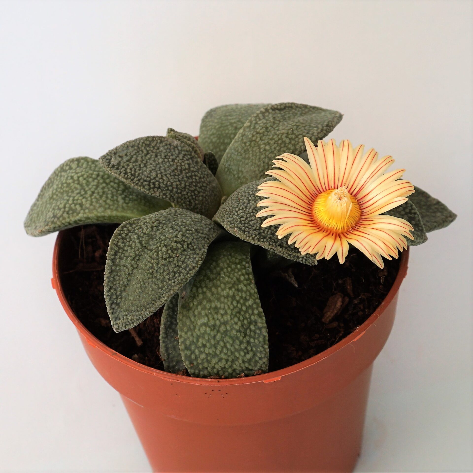 aloinopsis rubrolineata