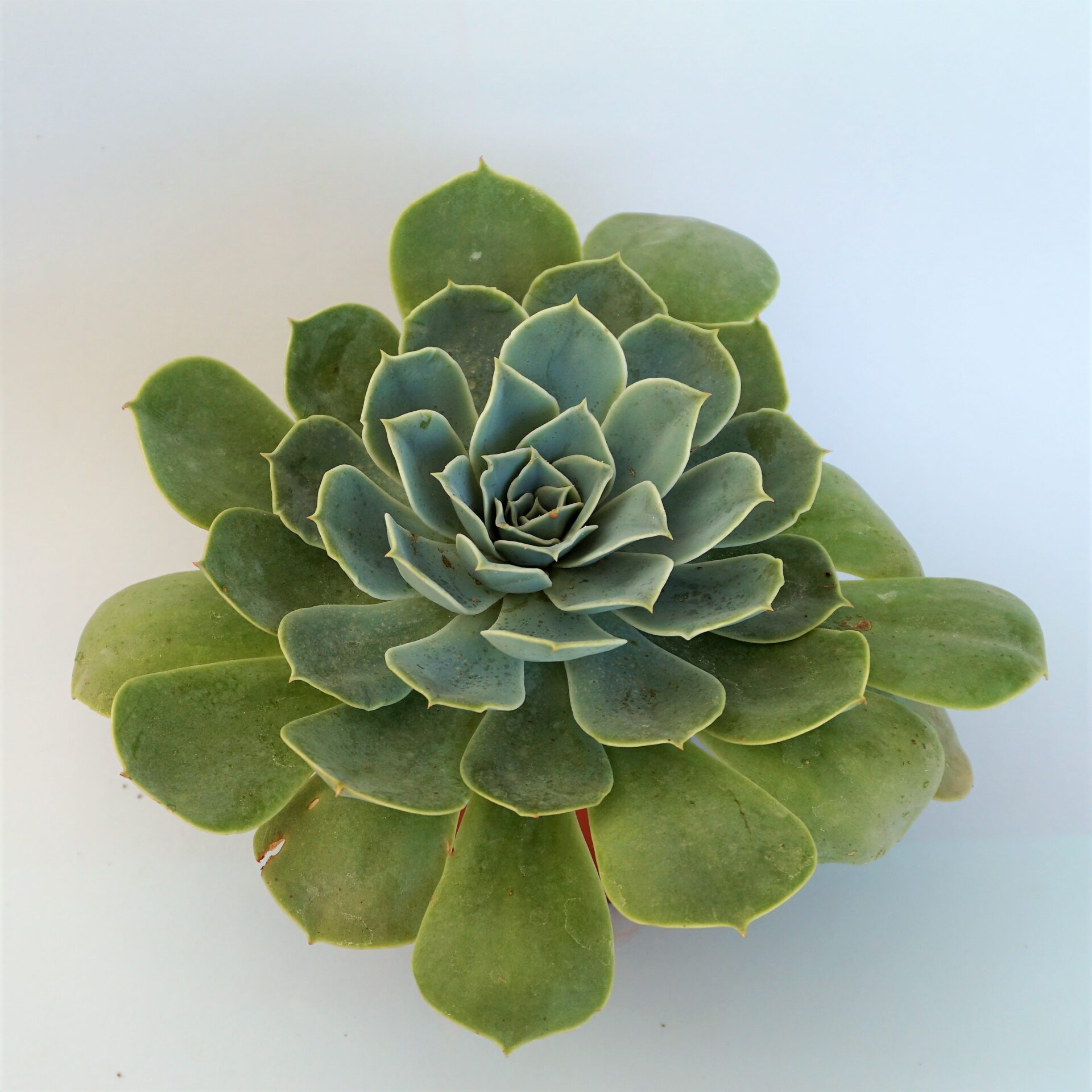 echeveria imbricata