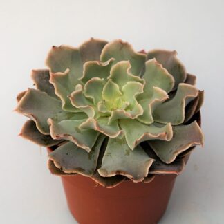 echeveria shaviana peregrina