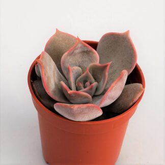 echeveria moondust