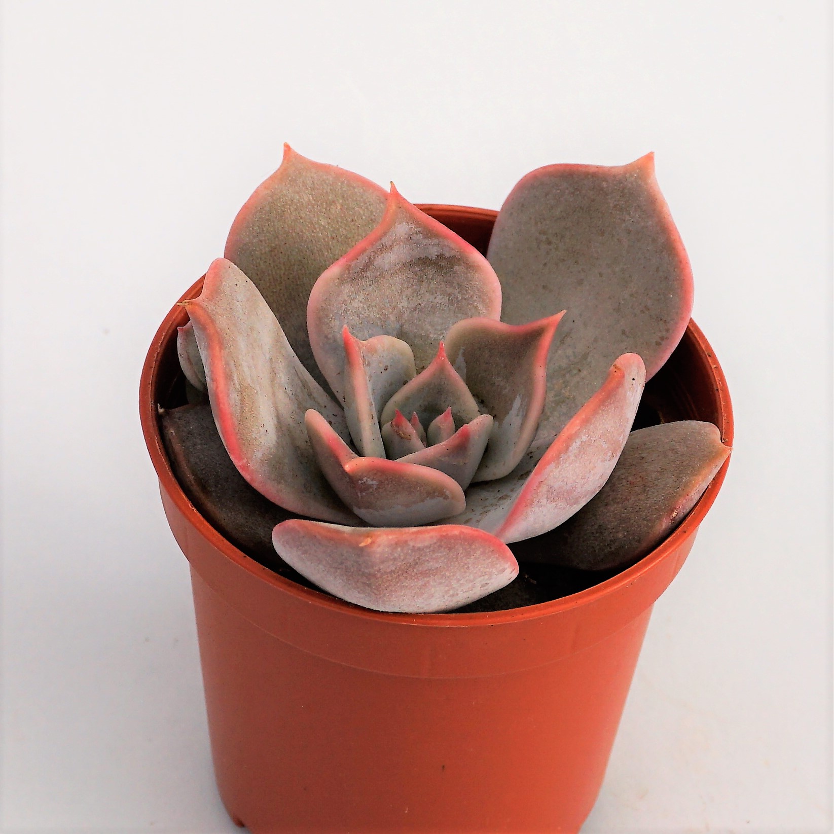 echeveria moondust