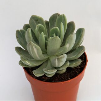 pachyveria scheideckeri variegata