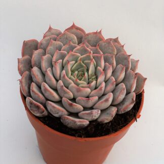 echeveria pinwheel tuxpan