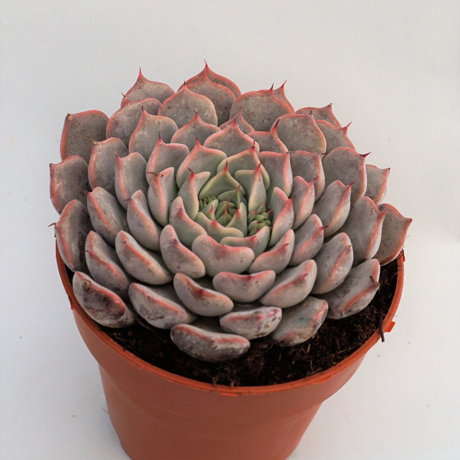 echeveria pinwheel tuxpan