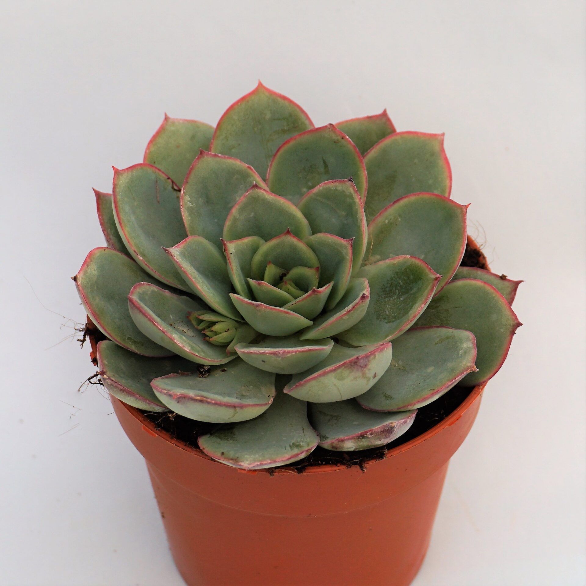 echeveria esther