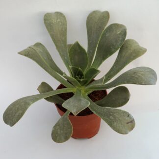 aeonium canariense var. virgineum