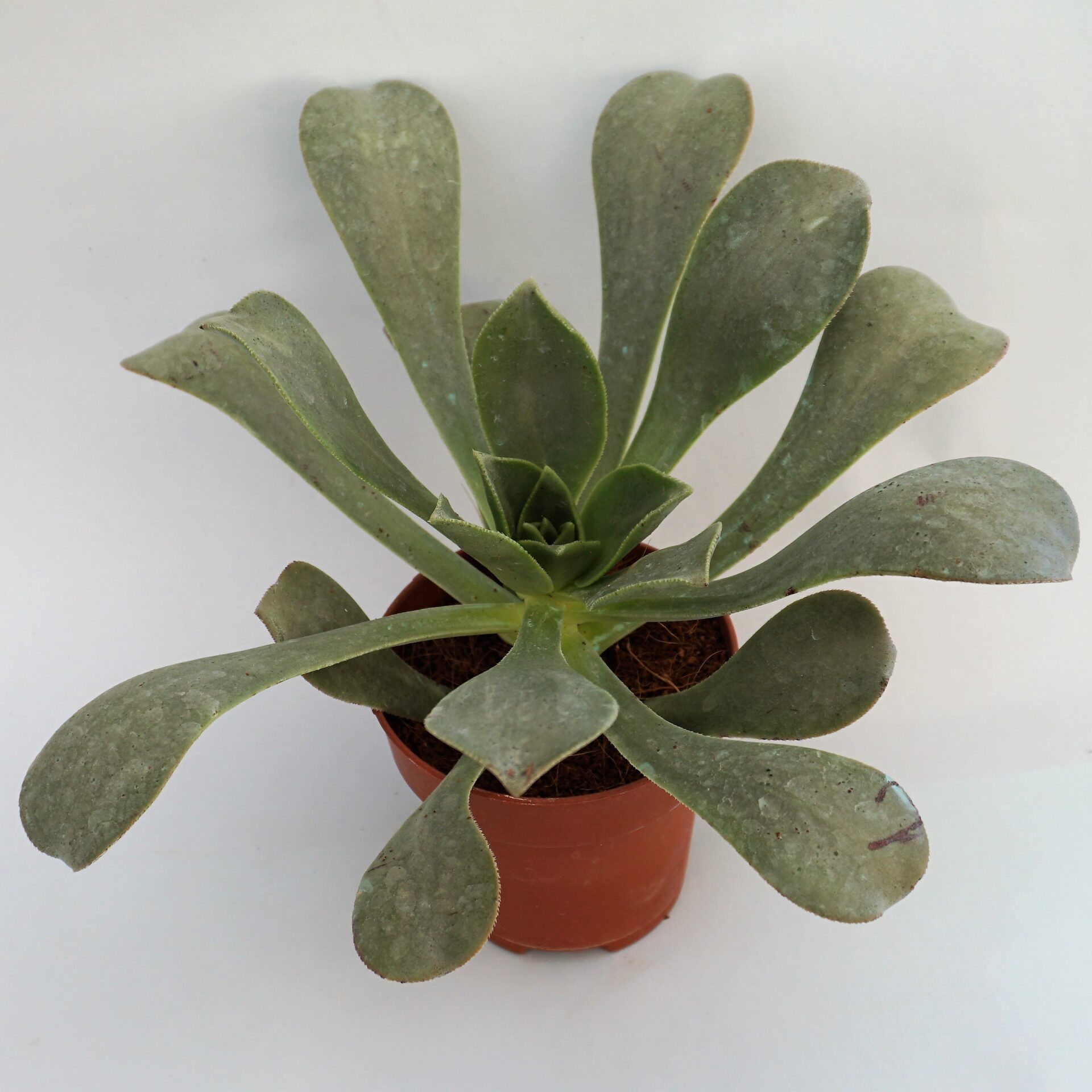 aeonium canariense var. virgineum