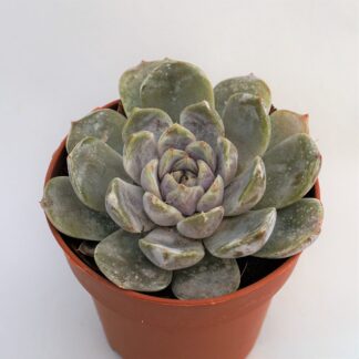 echeveria snow bunny