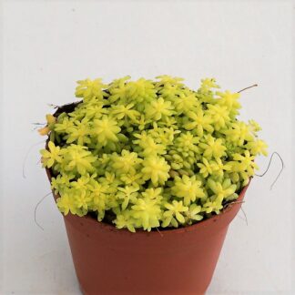 sedum oro o sedum japonicum