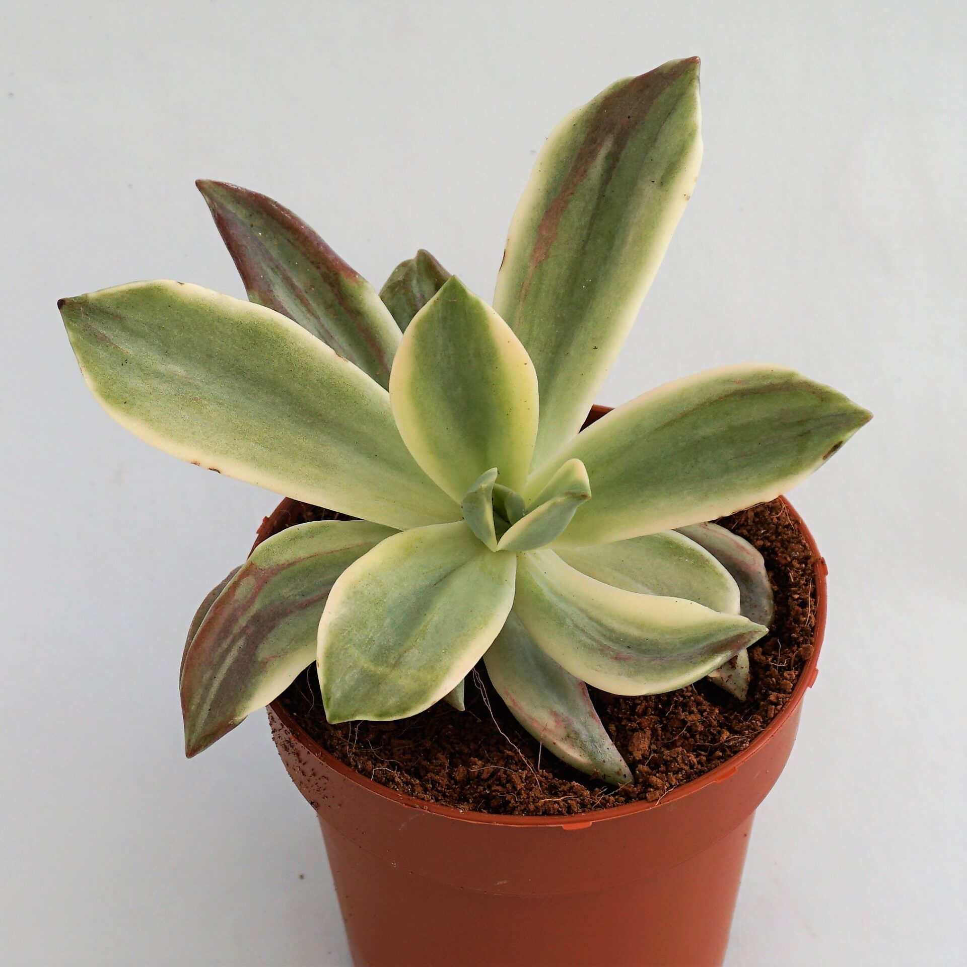 graptoveria fred ives variegata