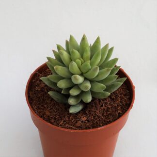 sedeveria harry butterfield