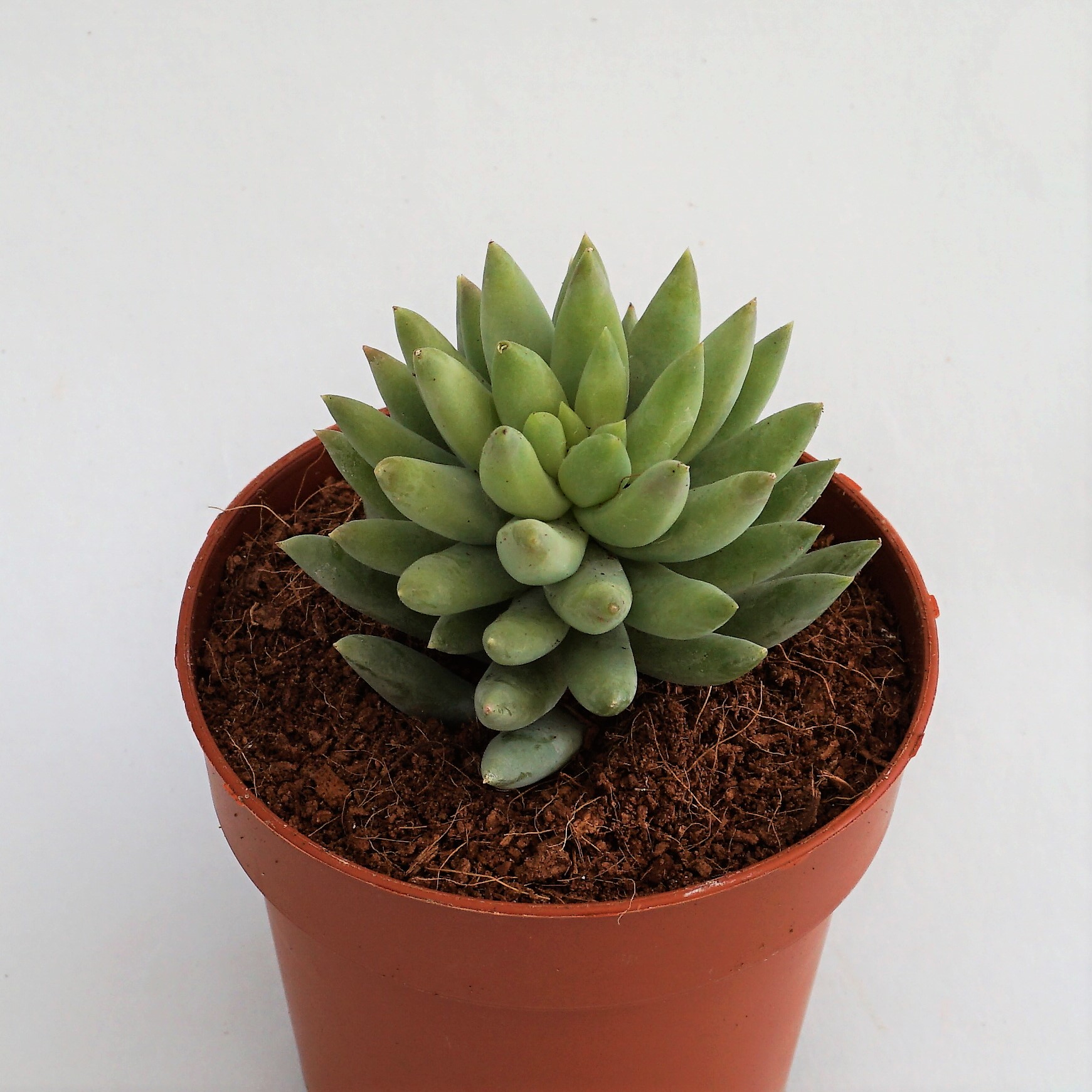 sedeveria harry butterfield