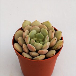 echeveria globulosa hybrid