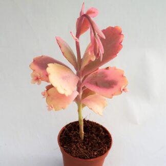 kalanchoe fedtschenkoi variegata