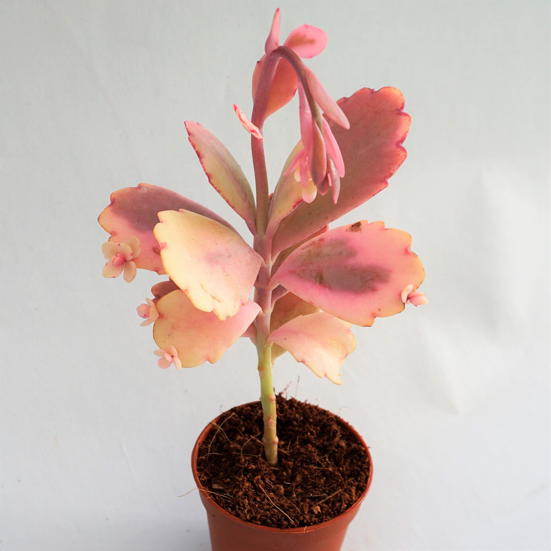 kalanchoe fedtschenkoi variegata