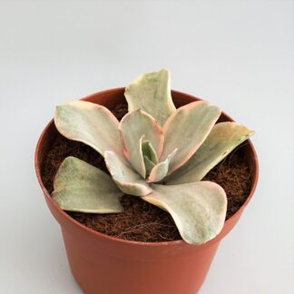 echeveria decora variegata