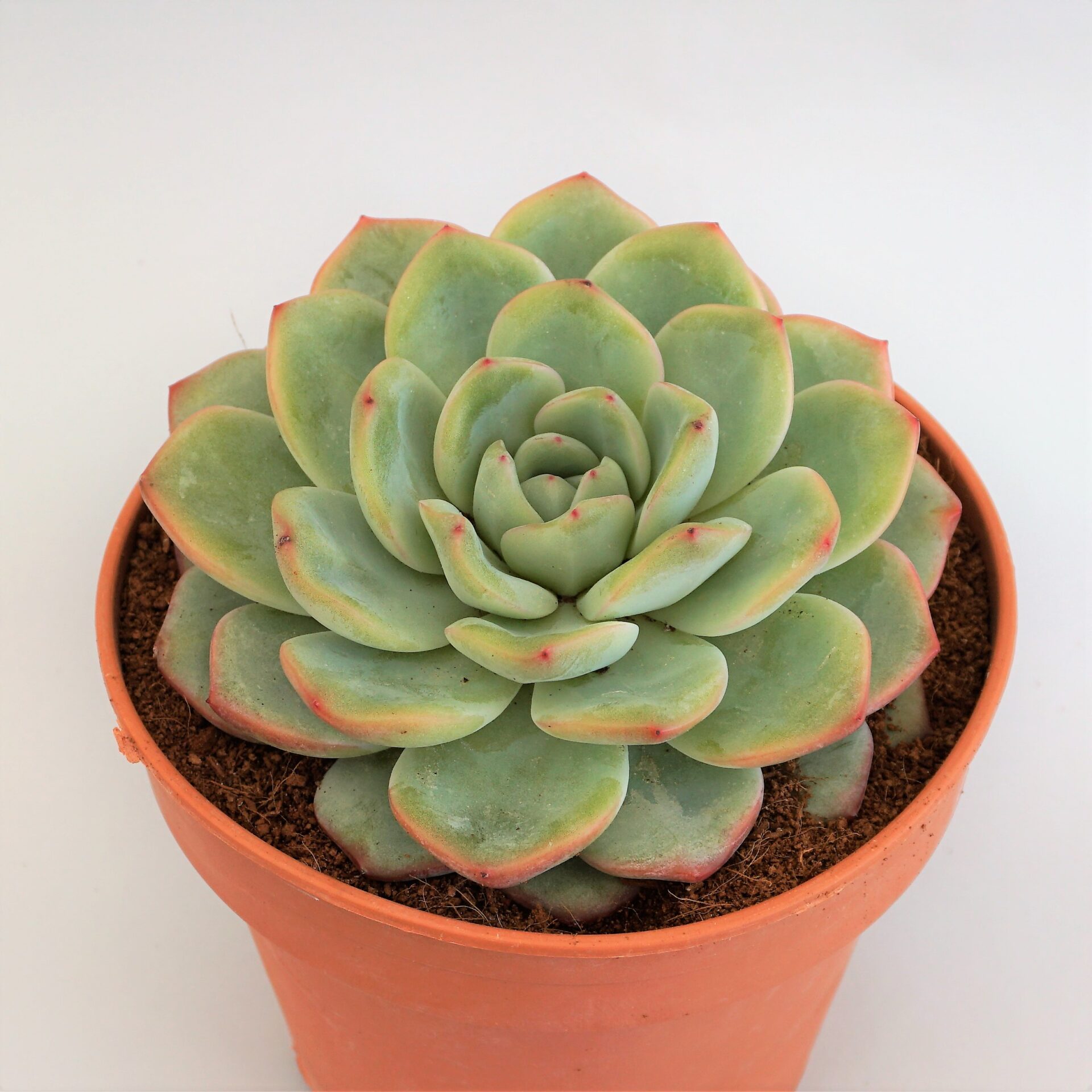 echeveria amabile