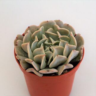 echeveria pinwheel revolution