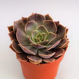 echeveria rob roy