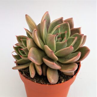 echeveria penelope