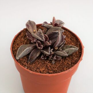 lenophyllum guttatum variegata