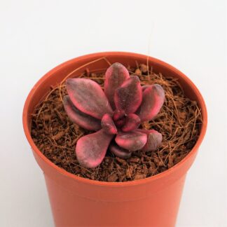 lenopetalum chocolate and strawberries variegata