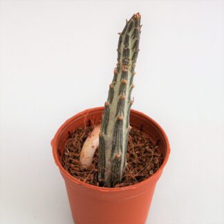 senecio stapeliformis