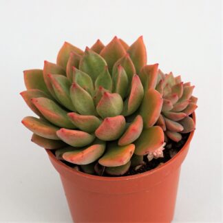 echeveria green emerald