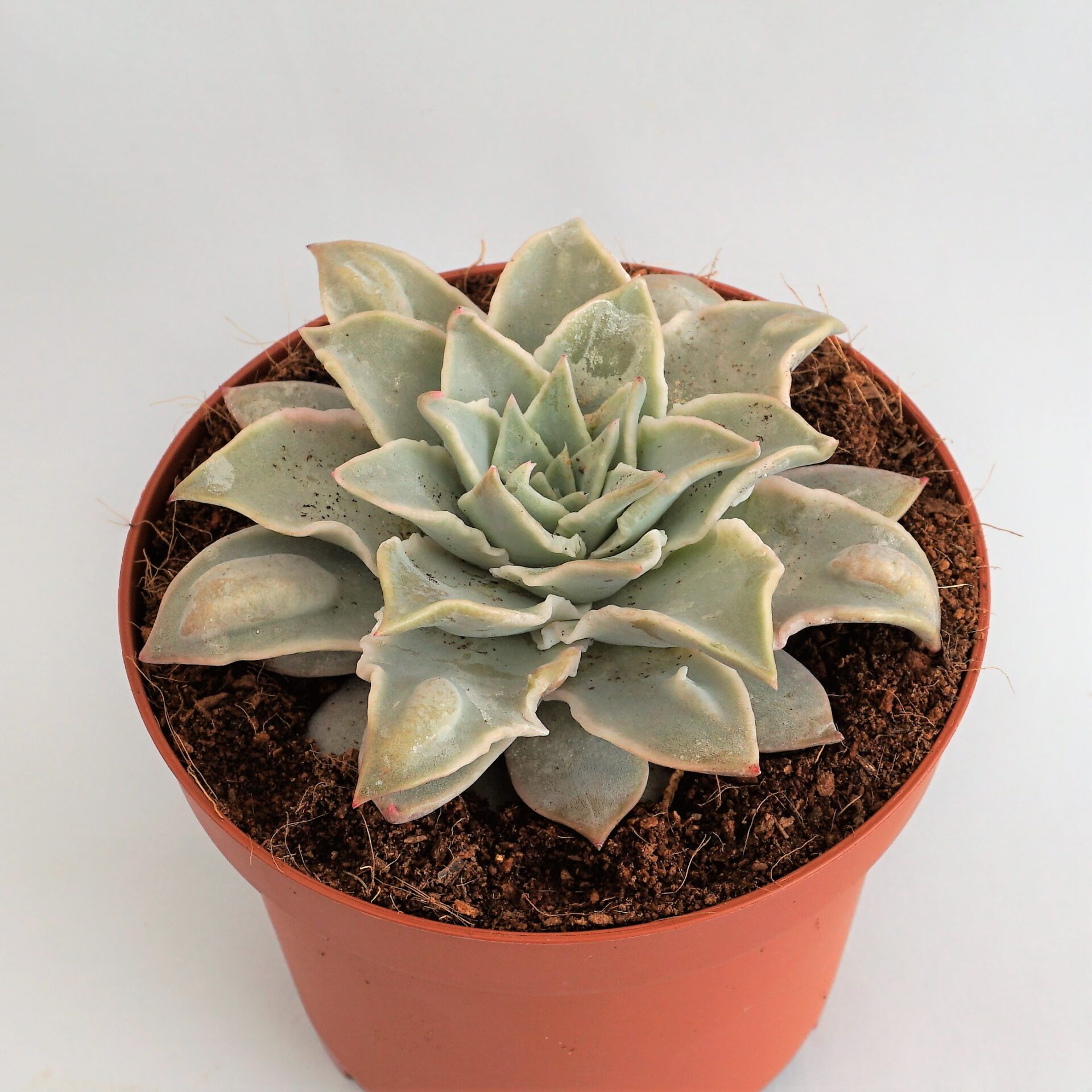 echeveria madiba carunculada