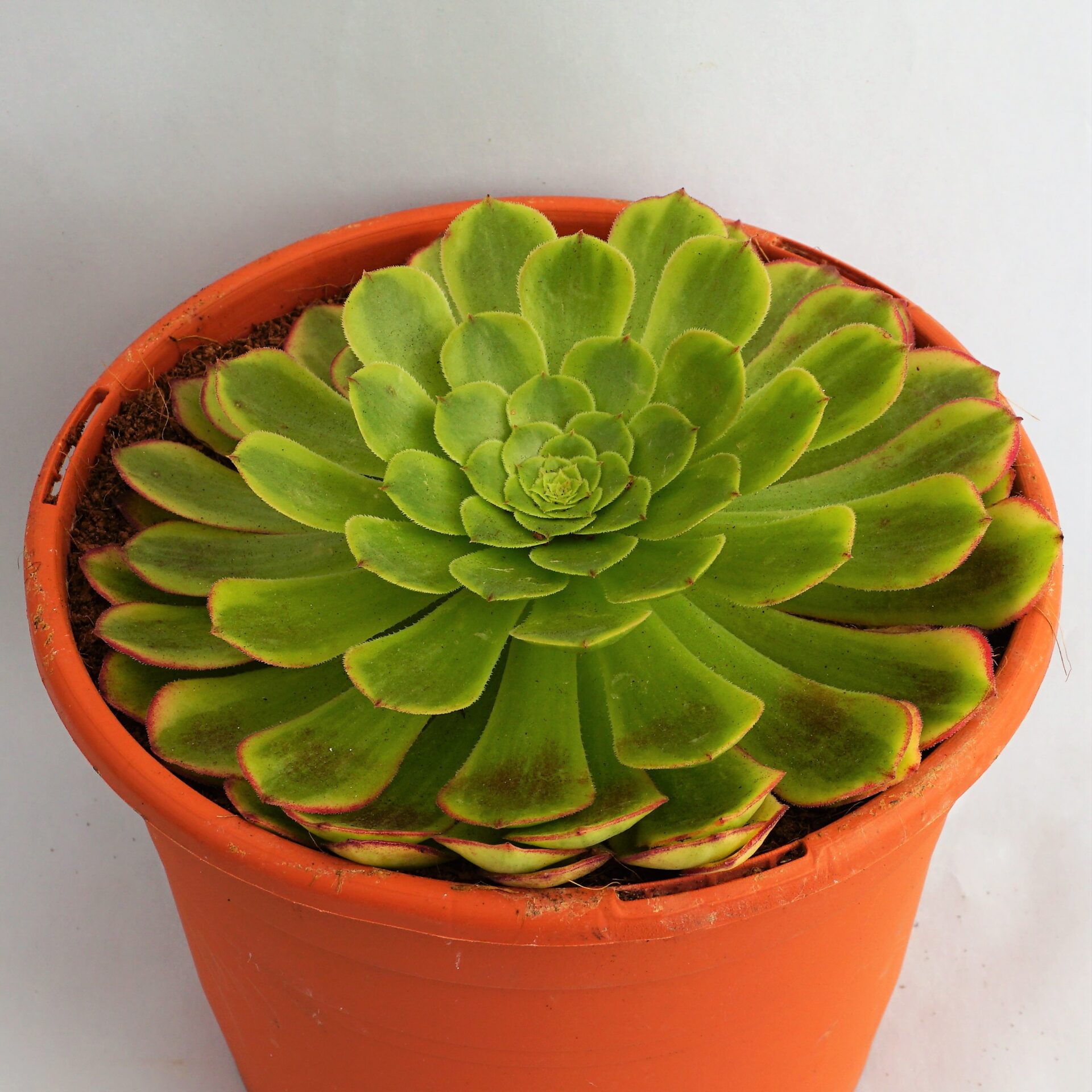 aeonium fiesta