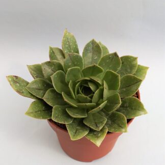 aeonium arboreum