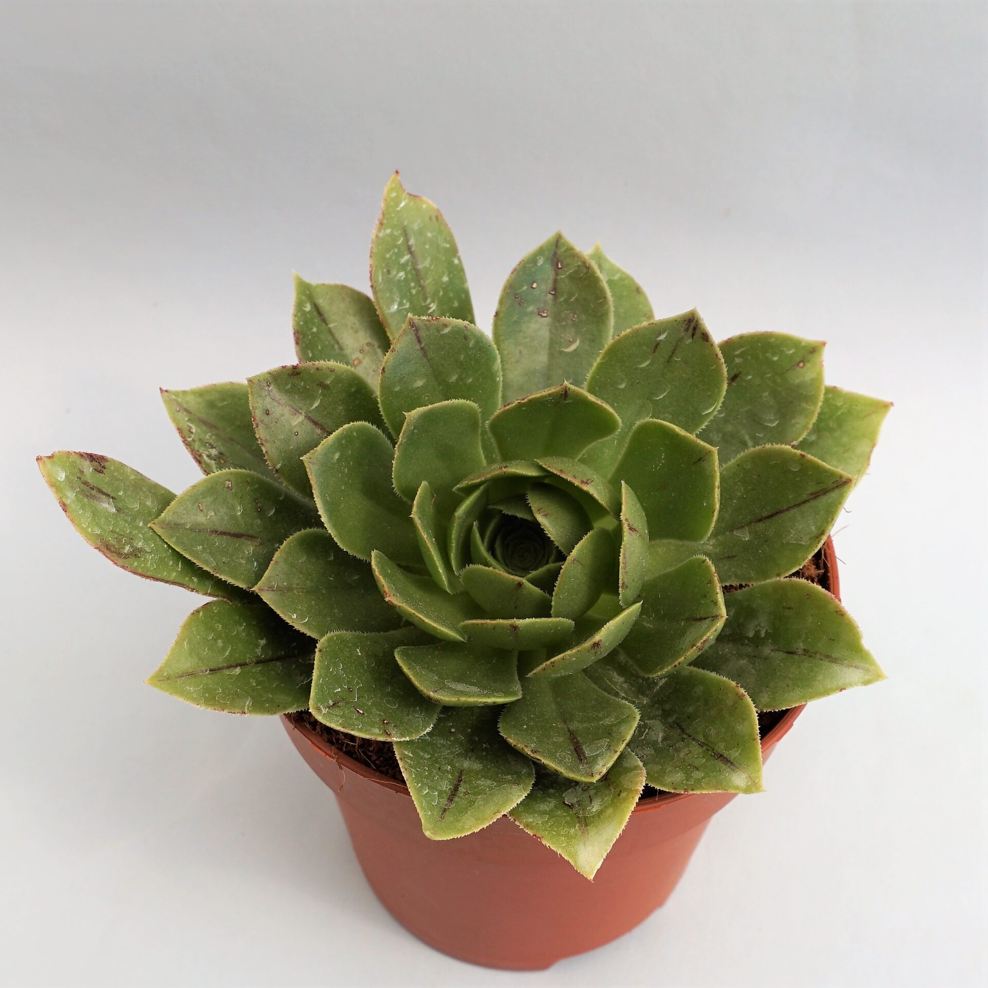 aeonium arboreum