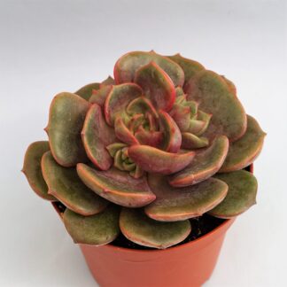 echeveria zestar