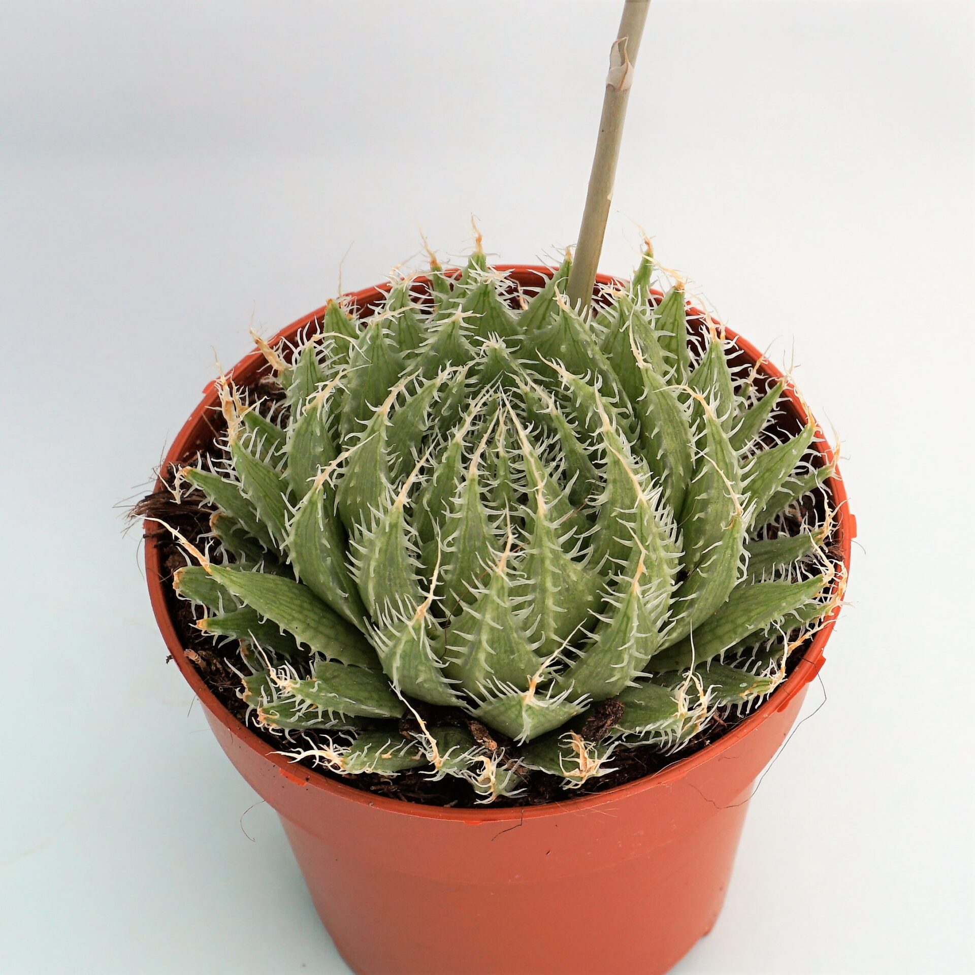 haworthia semiviva