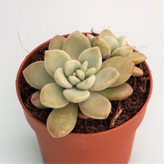 graptoveria graine de jour