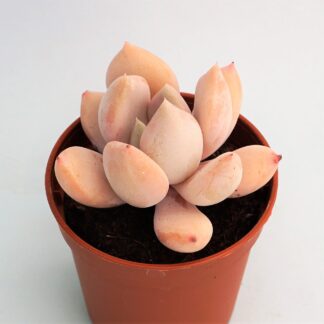 pachyveria elaine reinelt