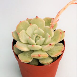 echeveria derenbergii