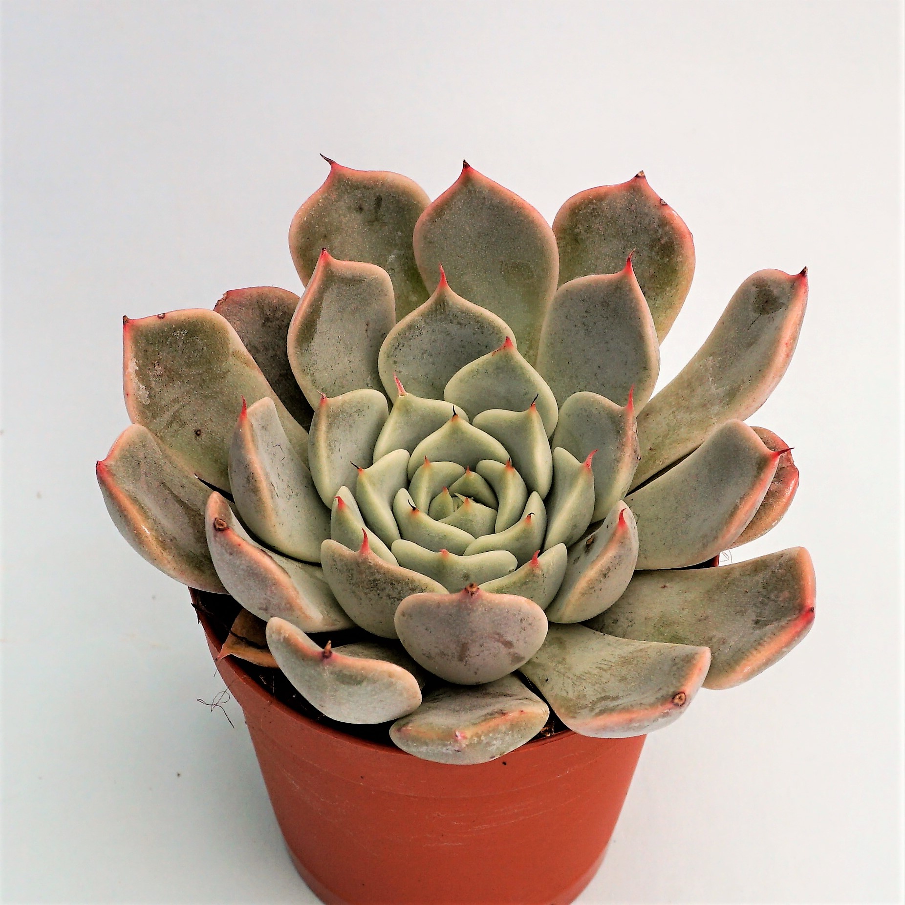 echeveria cuspidata pink form
