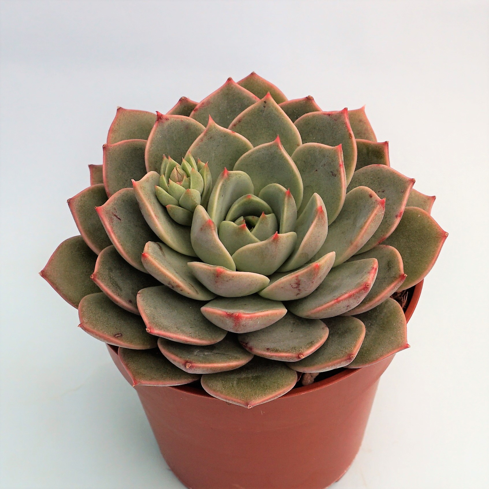 graptoveria marpin