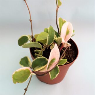 hoya carnosa krimson princess care