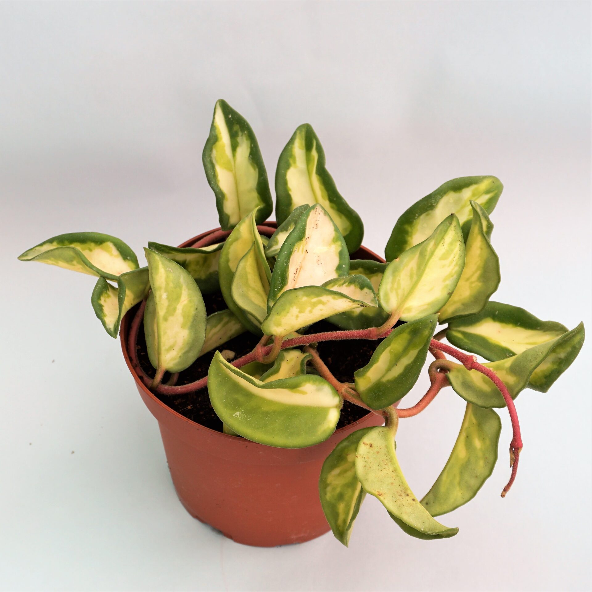 hoya carnosa tricolor