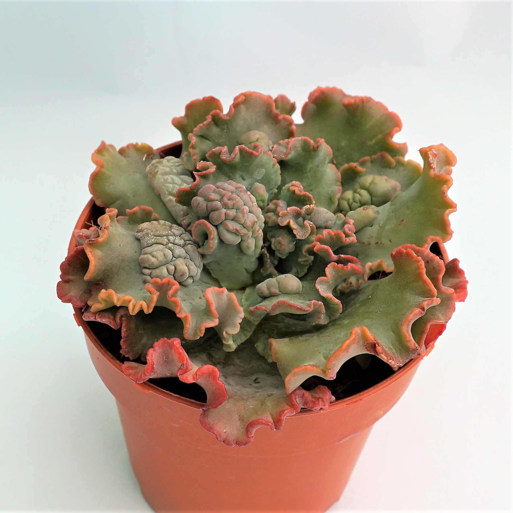 echeveria dragon queen
