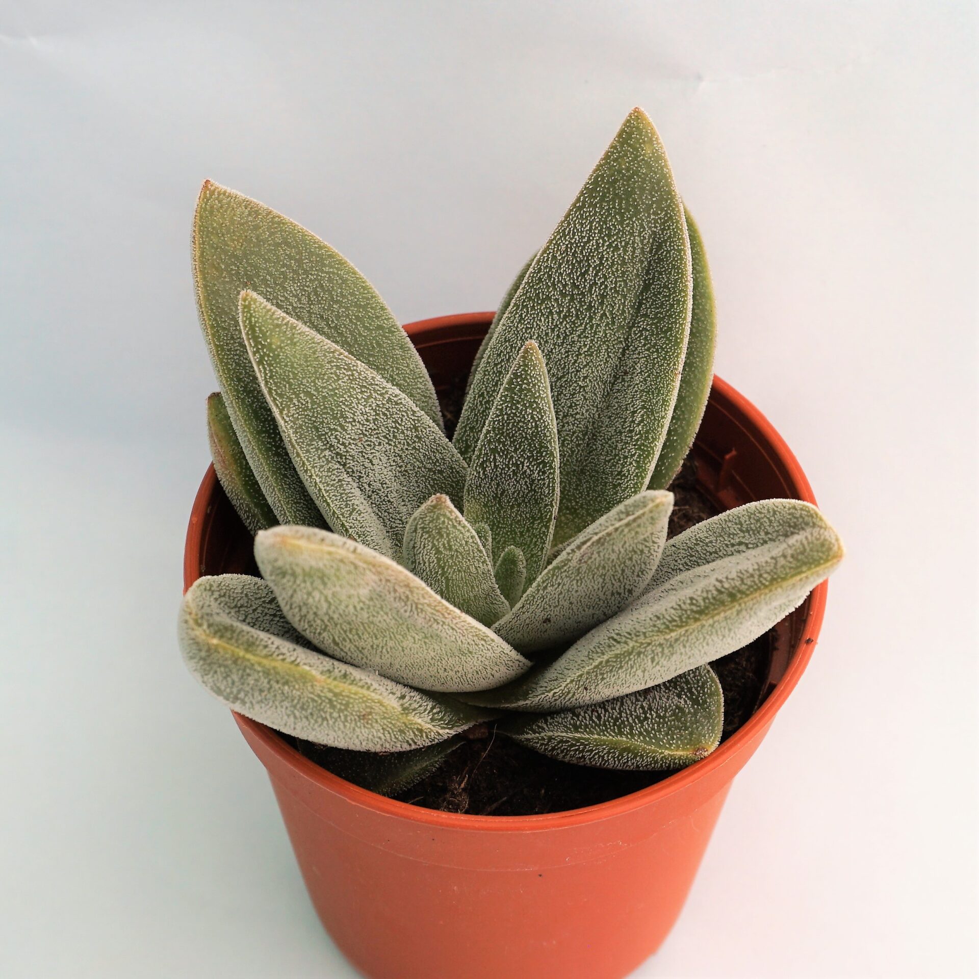 crassula fortuna