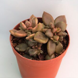 lenopetalum chocolate