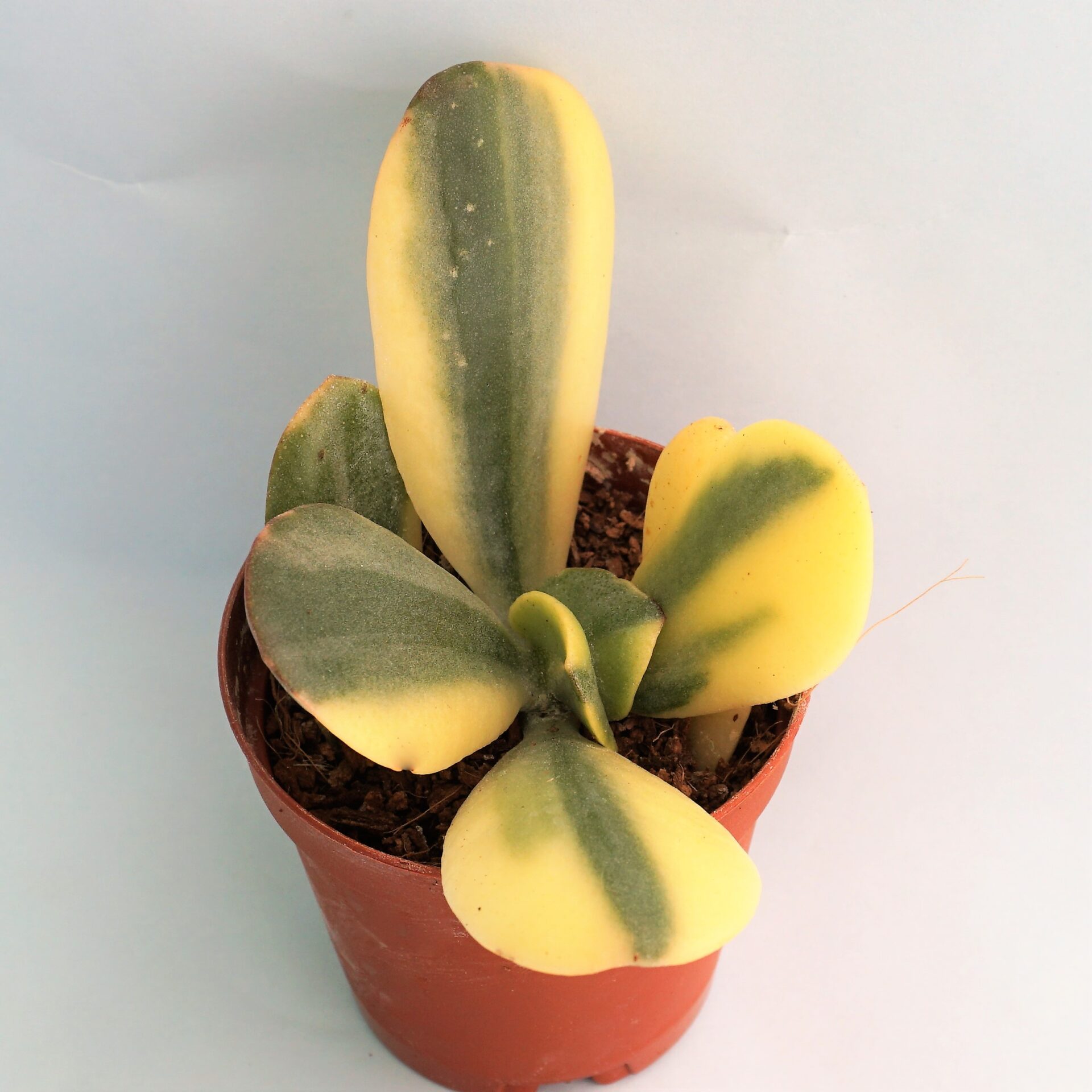 crassula arborescens blue bird variegata